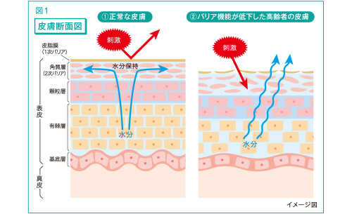 図1 皮膚断面図