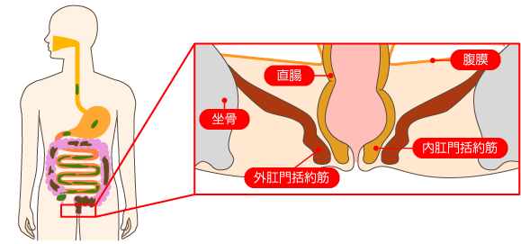 腹膜 直腸 坐骨 内肛門括約筋 外肛門括約筋