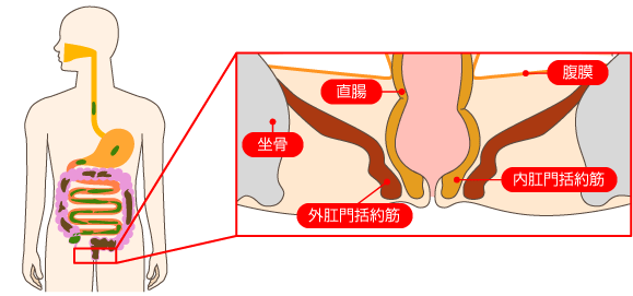 括約筋 肛門各部位の役割｜蓄便・排便のメカニズム｜排便のメカニズム ...