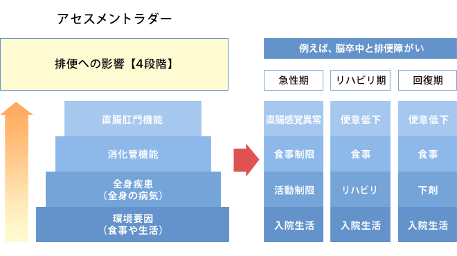 アセスメントラダー 排便への影響（4段階） 直腸肛門機能/消化管機能/全身疾患（全身の病気）/環境要因（食事や生活）例えば、脳卒中と排便障がい 急性期：直腸感覚異常/食事制限/活動制限/入院生活 リハビリ期：便意低下/食事/リハビリ/入院生活 回復期：便意低下/食事/下剤/入院生活