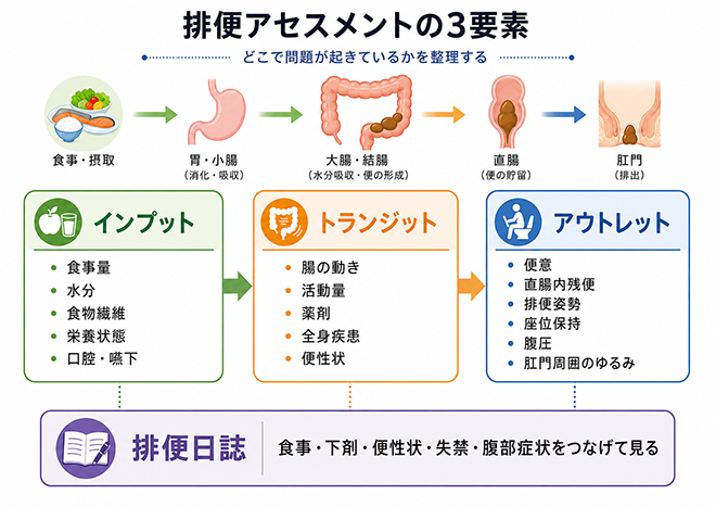排便アセスメントの3要素 どこで問題が起きているかを整理する 食事・摂取 胃、小腸(消化・吸収) 大腸・結腸(水分吸収・便の形成) 直腸(便の貯留) 肛門(排出) インプット 食事量 水分 食物繊維 栄養状態 口腔・嚥下 トランジット 腸の動き 活動量 薬剤 全身疾患 便性状 アウトレット 便意 直腸內残便 排便姿勢 座位保持 腹圧 肛門周囲のゆるみ 排便日誌 食事・下剤・便性状・失禁・腹部症状をつなげて見る