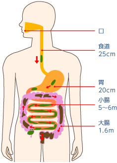 口 食道（25cm） 胃（20cm） 小腸（5～6m） 大腸（1.6m）