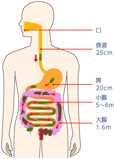 便の形成 体内から腸管への水分の移動 消化 吸収のメカニズム 排便のメカニズム 排便ケア 排泄ケア 実践編 排泄ケアナビ ユニ チャーム