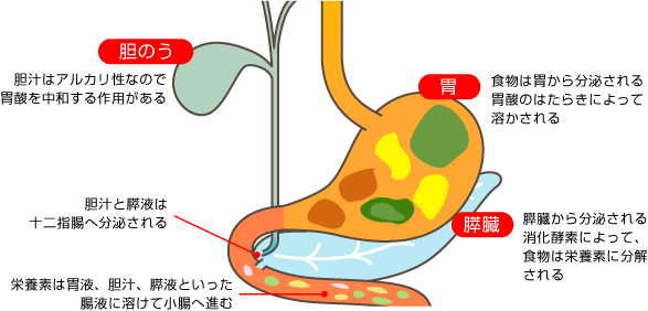 胆のう 胆汁はアルカリ性なので胃酸を中和する作用がある 胃 食物は胃から分泌される胃酸のはたらきによって溶かされる 膵臓 膵臓から分泌される消化酵素によって、食物は栄養素に分解される 胆汁と膵液は十二指腸へ分泌される 栄養素は胃液、胆汁、膵液といった腸液に溶けて小腸へ進む