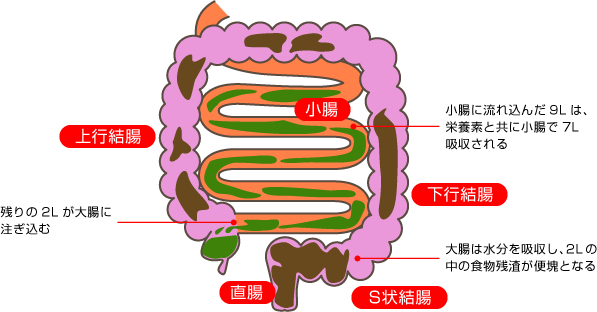 小腸 小腸に流れ込んだ9Lは、栄養素と共に小腸で7L吸収される 上行結腸 残りの2Lが大腸に注ぎ込む 下行結腸 大腸は水分を吸収し、2Lの中の食物残渣が便塊となる S状結腸 直腸