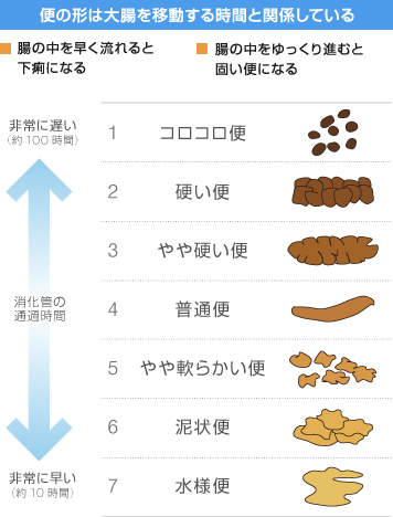 便の形は大腸を移動する時間と関係している　腸の中を早く流れると下痢になる 腸の中をゆっくり進むと固い便になる 消化管の通過時間：非常に遅い（約100時間）～非常に早い（約10時間） 1.コロコロ便 2.硬い便 3.やや硬い便 4.普通便 5.やや軟らかい便 6.泥状便 7.水様便