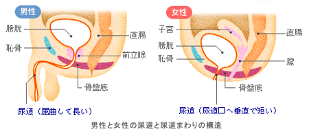 男性と女性の尿道まわりの構造　男性：膀胱 恥骨 直腸 前立腺 骨盤底 尿道（屈曲して長い）　女性：子宮 膀胱 恥骨 直腸 膣 骨盤底 尿道（尿道口へ垂直で短い）